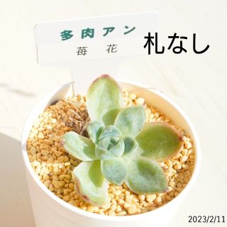 大人気 多肉アン 苺花 ( いちか ) 札なし カット苗 多肉植物