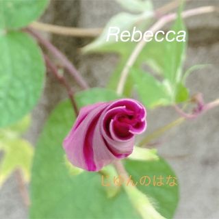 希少　朝顔　28粒　Rebecca レベッカ　種(その他)