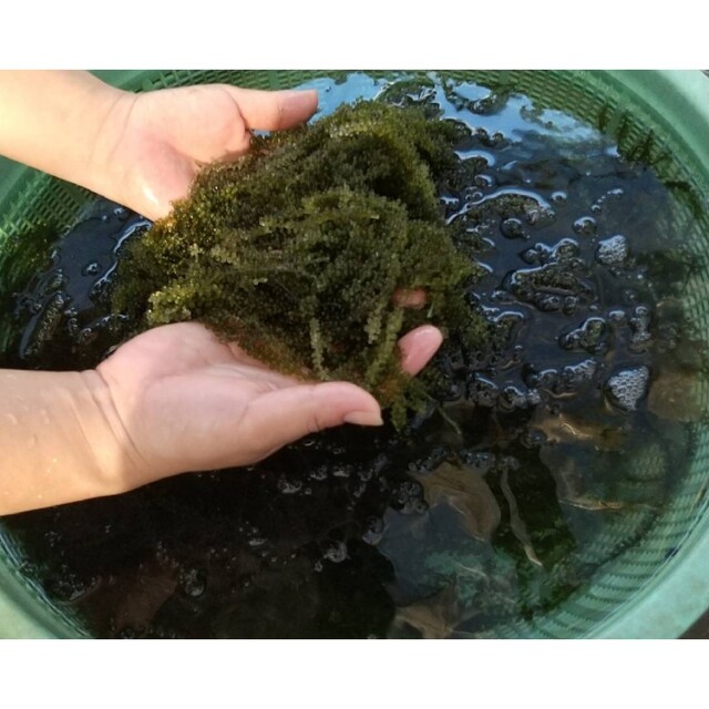 限定数のみ! 沖縄県産 海ぶどう茎付き1000g“ 商品の説明⚠️必読