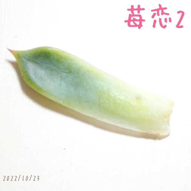 苺恋 ( いちご )② 葉挿し 未発芽未発根 多肉植物 レア 高額品種