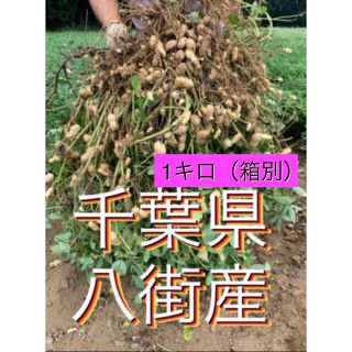 千葉県八街産おおまさり箱別1キロ(野菜)