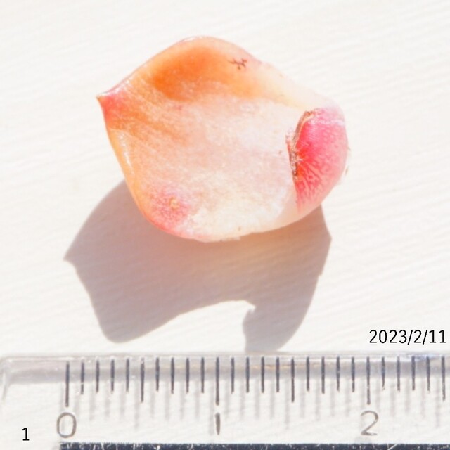 桜大福×オレンジモンロー ① 葉挿し 未発芽未発根 多肉植物 レア