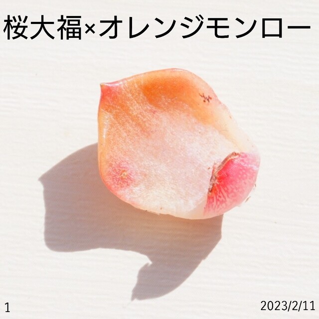桜大福×オレンジモンロー ② 葉挿し 未発芽未発根 多肉植物 レア 高額品種