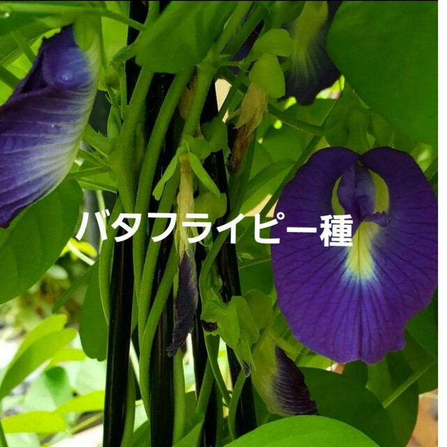 バタフライピー種 ハンドメイドのフラワー/ガーデン(その他)の商品写真