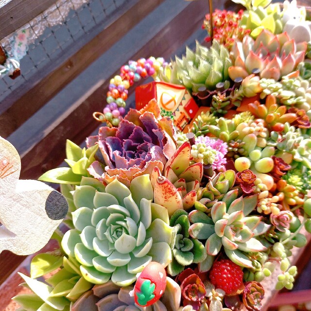 ❤多肉植物の寄せ植え❤ | newagedigital.ph