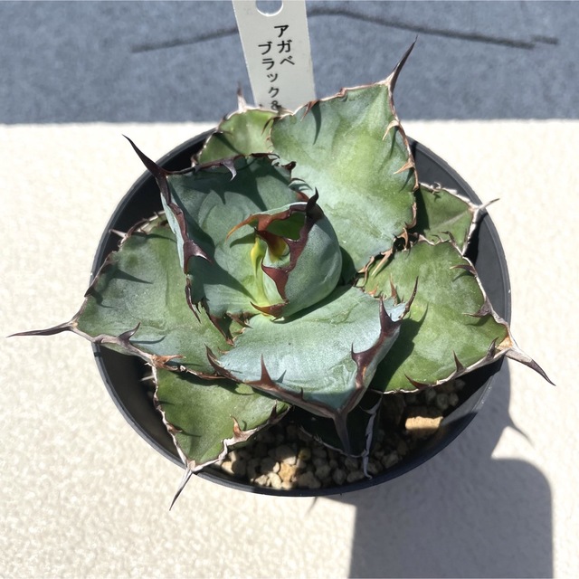 アガベ やすく チタノタ ブルー 】 Agave titanota 'Blue' 実生株 ④ アガベ やすく チタノタ ブルー 】 Agave titanota 'Blue' 実生株 ④