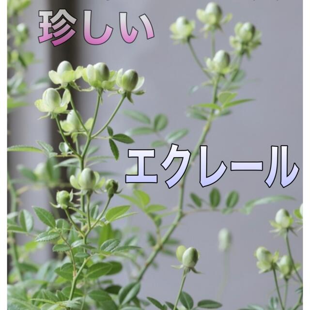挿し穂・枝・ ハンドメイドのフラワー/ガーデン(その他)の商品写真