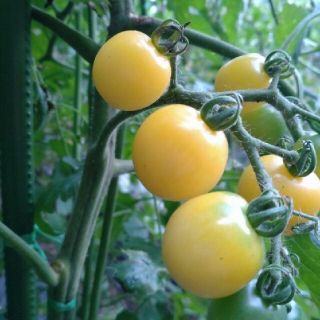 白ミニトマト　スノーホワト　種20粒　無農薬栽培(野菜)