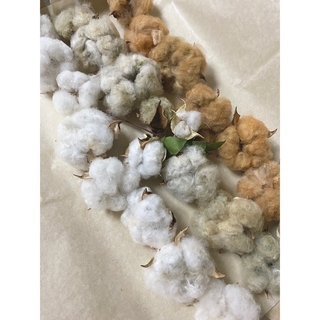 ふわふわ綿の実⭐︎コットンフラワー⭐︎mix 24個(ドライフラワー)