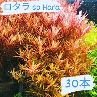 【後景草】ロタラspHara 30本(アクアリウム)