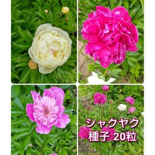 種子 芍薬  ( シャクヤク ) 20粒(その他)