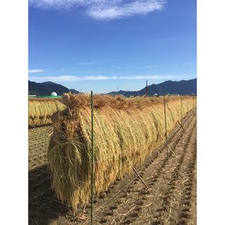 天日干しコシヒカリ精米10kg（長野県産）(米/穀物)