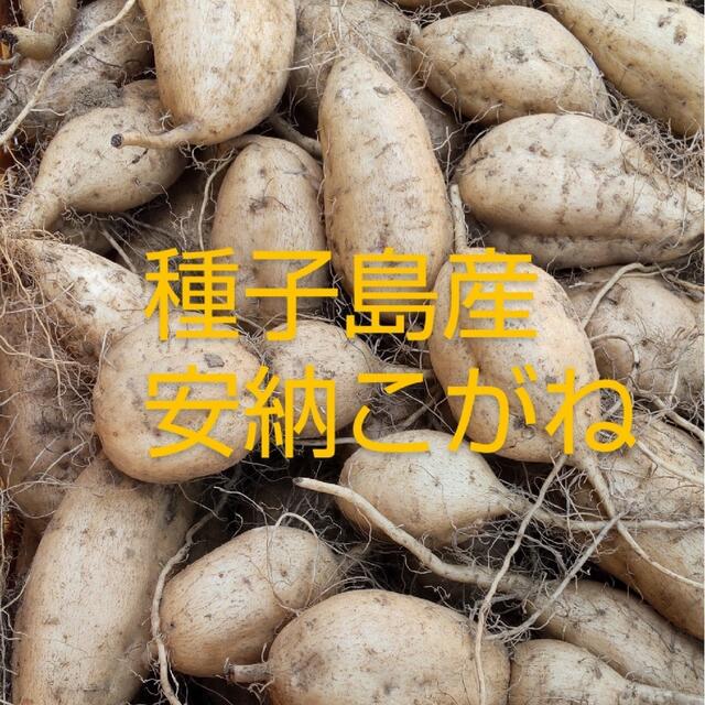 種子島産　安納こがね　　　　　　　　Sサイズ10キロ 食品/飲料/酒の食品(野菜)の商品写真