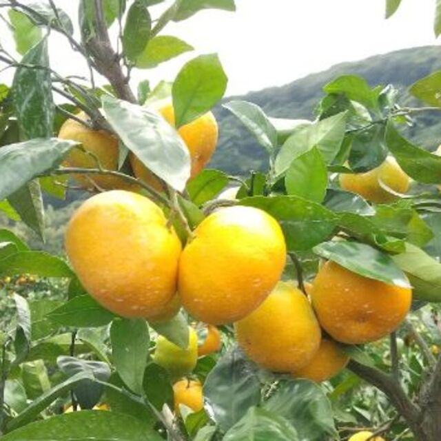 【農家直送】熊本みかん　肥のあけぼの　６kg　2L　大きなみかん　送料込　① 食品/飲料/酒の食品(フルーツ)の商品写真