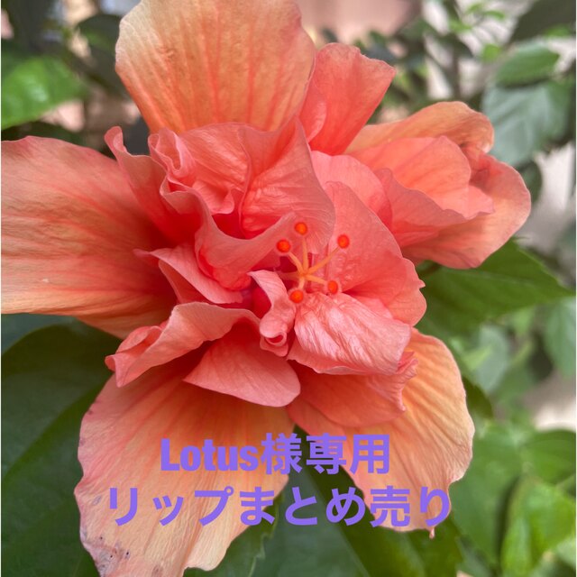 Lotus様専用 リップまとめ売り コスメ/美容のベースメイク/化粧品(口紅)の商品写真