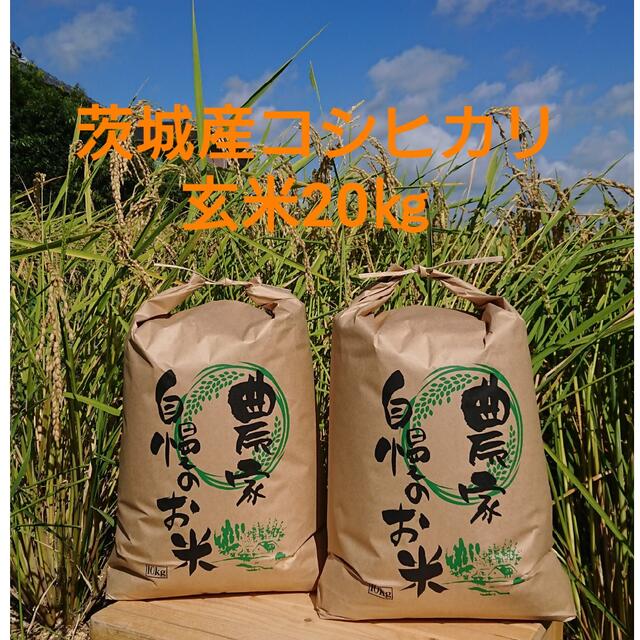 米/穀物茨城令和4年産新米コシヒカリ玄米20㎏