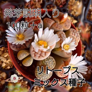 【今がまき時】リトープス ミックス 種子 100粒 ＋a 発芽説明入り(その他)