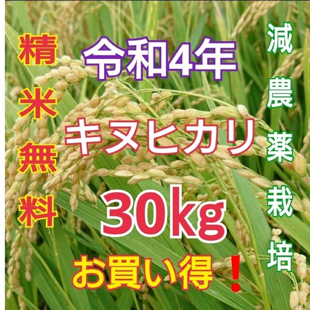 タイムセール‼️ 令和2年度 和歌山県産《新米キヌヒカリ100% 玄米10kg》