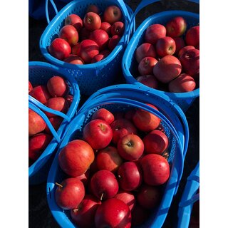青森県産リンゴ サンジョナゴールド 小粒80サイズ箱(フルーツ)