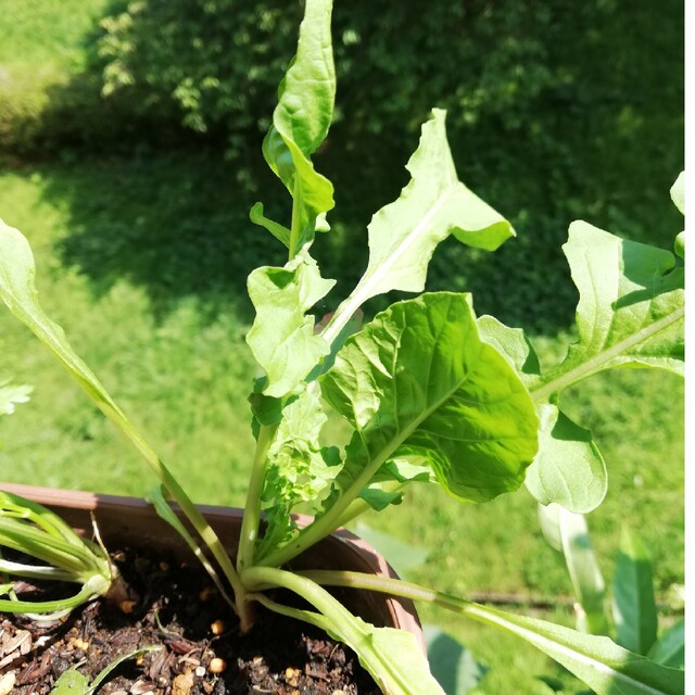 ルッコラの種 食品/飲料/酒の食品(野菜)の商品写真