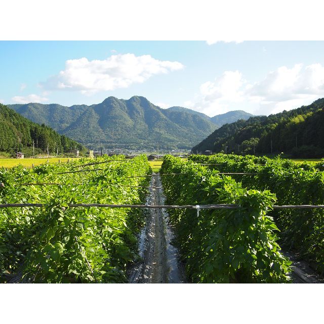 丹波なた豆茶（3g×30個） 食品/飲料/酒の飲料(茶)の商品写真