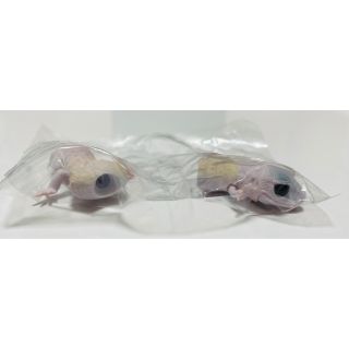 いきもの大図鑑レプティ レオパードゲッコー(フィギュア)