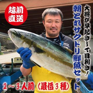 大将が目利き！越前産定置網朝どれおまかせ鮮魚サクドリ  2?3人前セット(魚介)