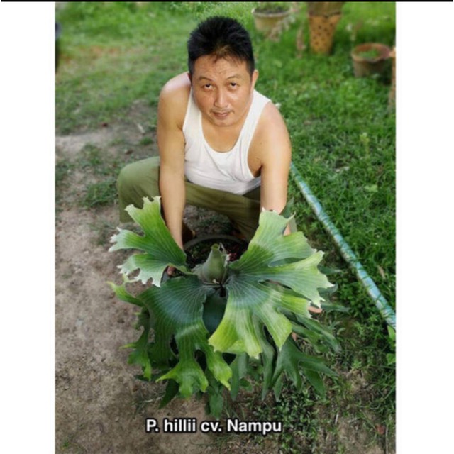 P. hillii cv. Nampu 22/10/25