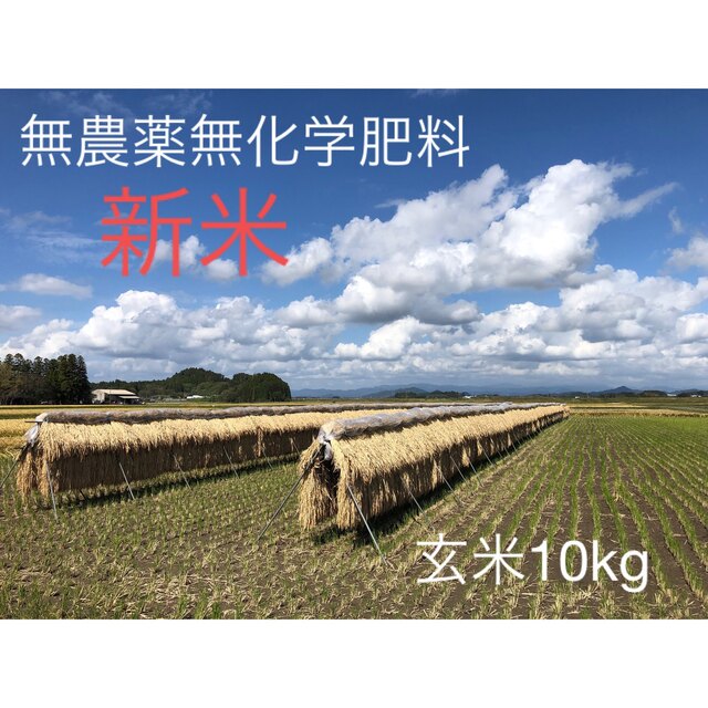 自然栽培　農薬化学肥料不使用　R4年度米　愛媛県産にこまる　天日干し米 10k