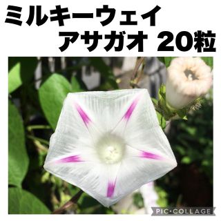 ミルキーウェイ　マルバアサガオ　個性的　色変化　透け感　朝顔　白　20粒(その他)