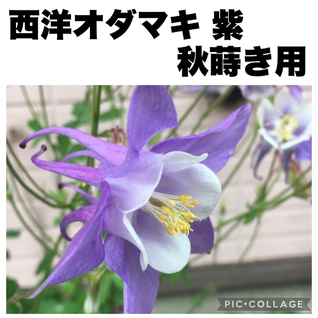 西洋オダマキ　アクイレギア　パープルホワイト　紫　種子　30粒　秋蒔き用 ハンドメイドのフラワー/ガーデン(プランター)の商品写真