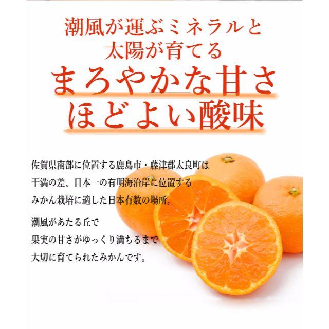 美味い♥リピ多数♥10kg佐賀産みかん『たくま君達の潮風温州みかん』全国送料無料 食品/飲料/酒の食品(フルーツ)の商品写真