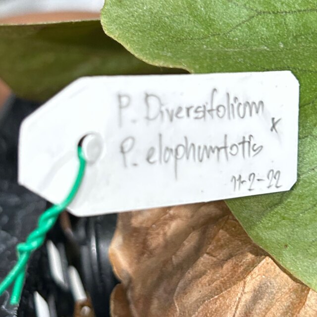 P. diversifolium x elephantotis 22/10/25