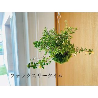 《専用/匿名配送/紐長め》苔玉２点(ジャスミン、タイム)(その他)