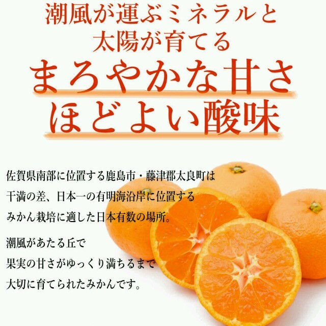 美味い♥リピ多数♥10kg佐賀産みかん『たくま君達の潮風温州みかん』全国送料無料 食品/飲料/酒の食品(フルーツ)の商品写真