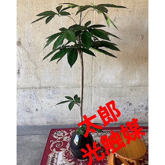 世界の 光触媒 人工観葉植物 ウォールグリーン フェイクグリーン