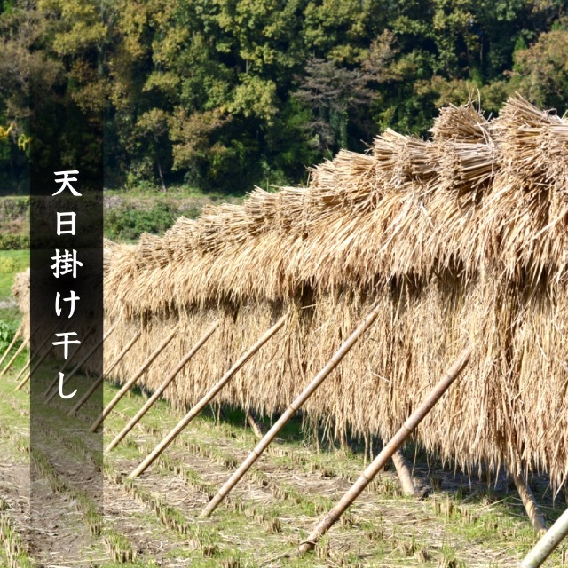 古米20kg 令和3年産 ヒノヒカリ 白米 玄米 天日掛け干し 無農薬 熊本