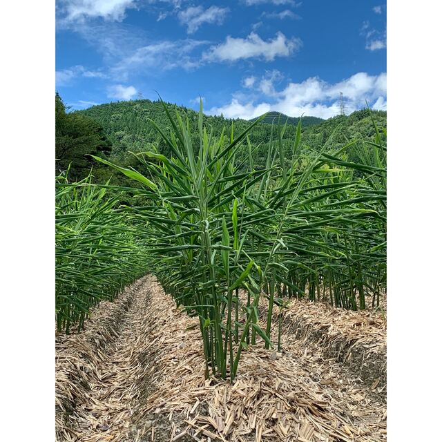 熊本県産　新生姜（土付き）4kg 食品/飲料/酒の食品(野菜)の商品写真