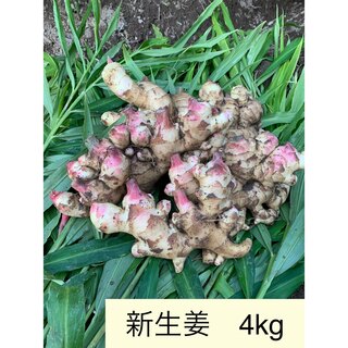熊本県産　新生姜（土付き）4kg(野菜)