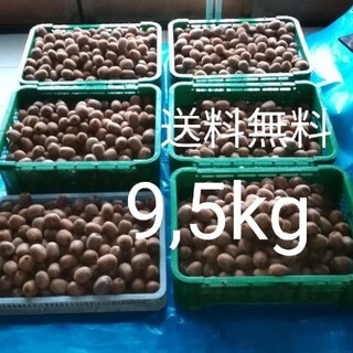 3【送料無料】無農薬キウイフルーツ　9,5キロ　130個前後(フルーツ)