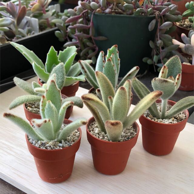 専用❣️多肉植物^o^ 今だけ❣️うさぎさんカット苗6種セット-