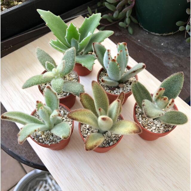 専用❣️多肉植物^o^ 今だけ❣️うさぎさんカット苗6種セット-