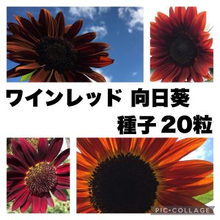 向日葵　ひまわり　種子　20粒　レア　ワインレッド　赤　紅(その他)