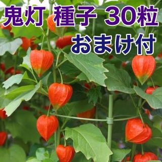 鬼灯　ホオズキ　無農薬　種子　30粒　おまけ付き　(その他)