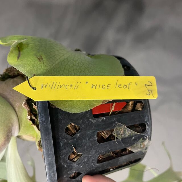 ビカクシダ【BB】P. willinckii Wide Leaf pup