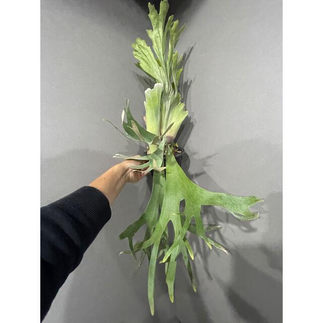 ビカクシダ【BB】P. willinckii Wide Leaf pup