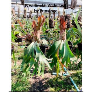 【BB】P. willinckii Wide Leaf pup