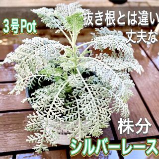 ダスティーミラー　シルバーリーフ　株分け　白妙菊　3号Pot(その他)