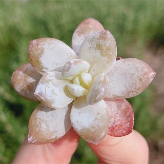 ピンクラウイ　小　多肉植物　可愛い(その他)