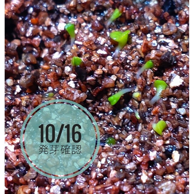 リトープス ミックス 種子 100粒 ＋a 発芽説明入り ハンドメイドのフラワー/ガーデン(その他)の商品写真